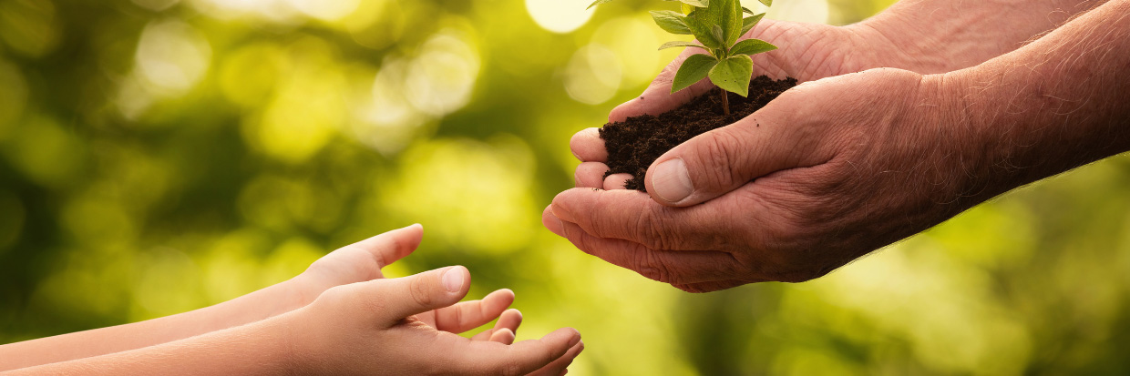 Primer plano de unas manos de una persona mayor dando una pequeña planta a un niño. @ Getty Images