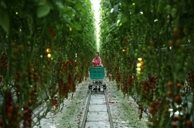 A worker is pictured picking tomatoes at the Frank Rudd and Sons Tomato Farm following the outbreak of the coronavirus disease (COVID-19), Knutsford, Britain, May 14, 2020. © REUTERS/Molly Darlington