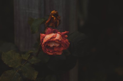 Withering rose. © Mathias Reding on Unsplash.