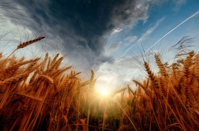 A wheat field at sunrise under a cloudy sky.