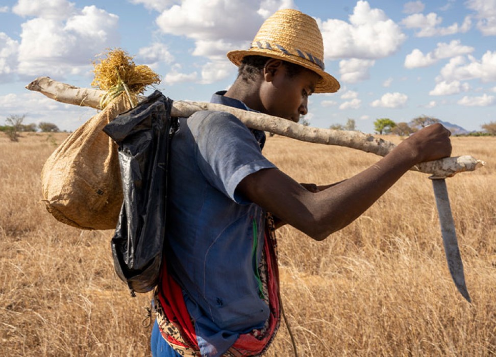 Un jeune homme transportant des outils agricoles quitte son village pour apporter son aide dans un hameau voisin. Beraketa, district de Katrafy au sud de Madagascar, octobre 2019. Reuters/Marion Joly/Hans Lucas