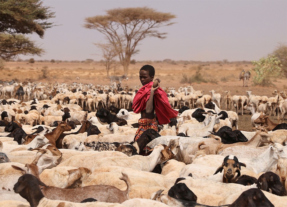 Un joven perteneciente al grupo étnico Rendille camina entre un rebaño de cabras y ovejas en un abrevadero cerca de la ciudad de Kargi, condado de Marsabit, Kenya. © REUTERS/Baz Ratner