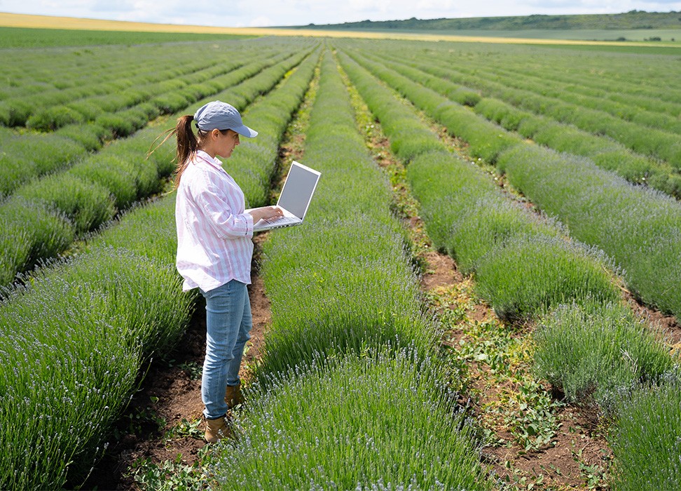 A woman checks the conditions of plants in a lavender field using her computer in Bulgaria © Daniel Balakov/Getty Images