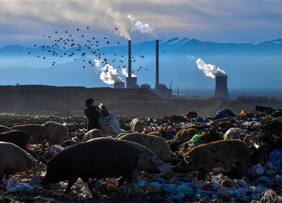 Una mujer recoge botellas de plástico mientras los cerdos se alimentan en un vertedero frente a la mayor central térmica cerca de Bitola, Macedonia del Norte, 06 de diciembre de 2018. © EPA-EFE/GEORGI LICOVSKI