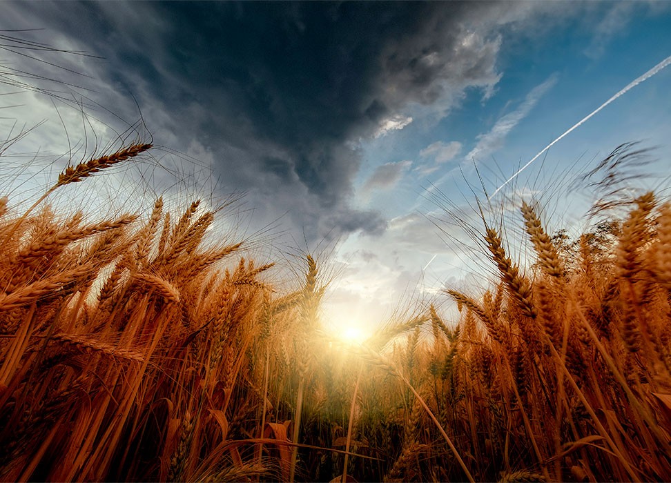 A wheat field at sunrise under a cloudy sky.