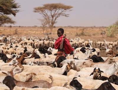 A youth from the Rendille ethnic group, walks through a herd of goats and sheep at a water whole near the town of Kargi, Marsabit county, Kenya. © REUTERS/Baz Ratner