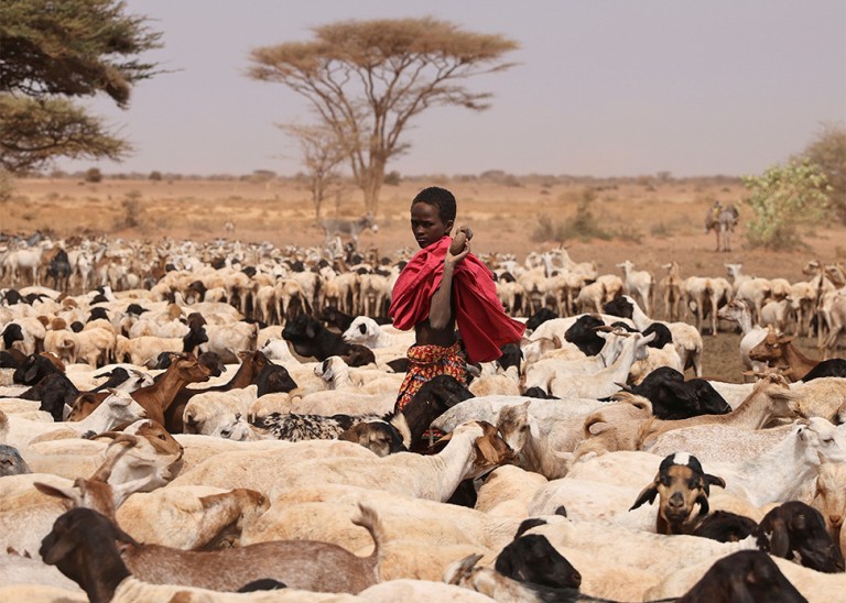 A youth from the Rendille ethnic group, walks through a herd of goats and sheep at a water whole near the town of Kargi, Marsabit county, Kenya. © REUTERS/Baz Ratner