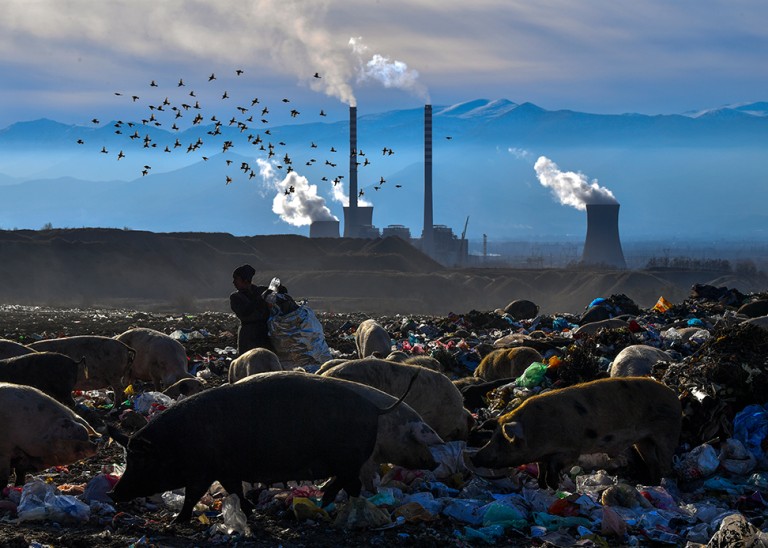 A woman collects plastic bottles while pigs feed at a landfill site in front of the biggest thermal power station near Bitola, North Macedonia, 06 December 2018. © EPA-EFE/GEORGI LICOVSKI